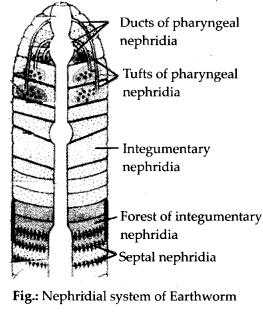 NCERT Solutions For Class 11 Biology Structural Organisation in Animals Q4