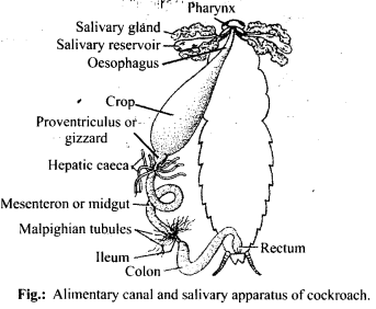 NCERT Solutions For Class 11 Biology Structural Organisation in Animals Q5