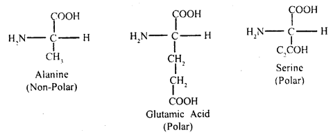 Biomolecules Class 11 Important Extra Questions Biology 10