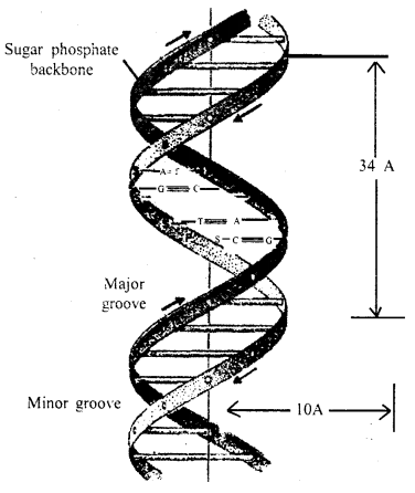 Biomolecules Class 11 Important Extra Questions Biology 12