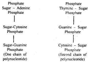 Biomolecules Class 11 Important Extra Questions Biology 13