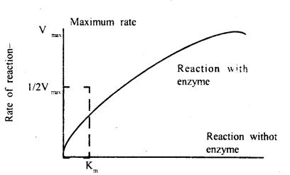 Biomolecules Class 11 Important Extra Questions Biology 14