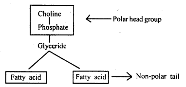 Biomolecules Class 11 Important Extra Questions Biology 2