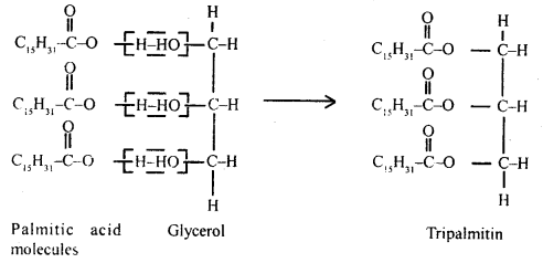 Biomolecules Class 11 Important Extra Questions Biology 5