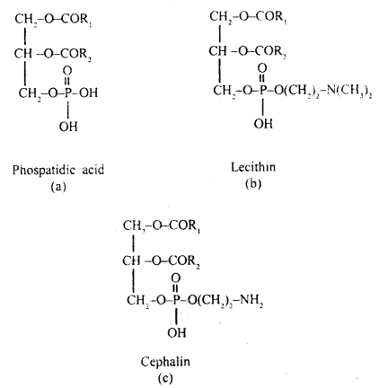 Biomolecules Class 11 Important Extra Questions Biology 6