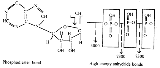 Biomolecules Class 11 Important Extra Questions Biology 7