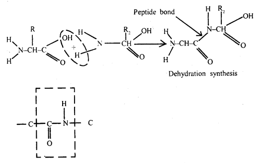 Biomolecules Class 11 Important Extra Questions Biology 8