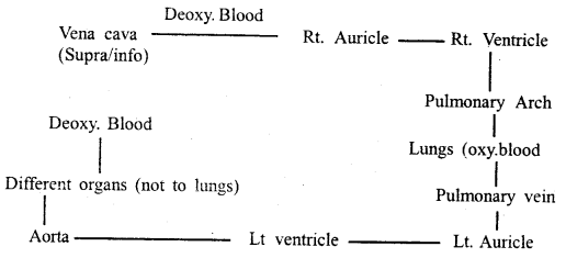 Body Fluids and Circulation Class 11 Important Extra Questions Biology 1