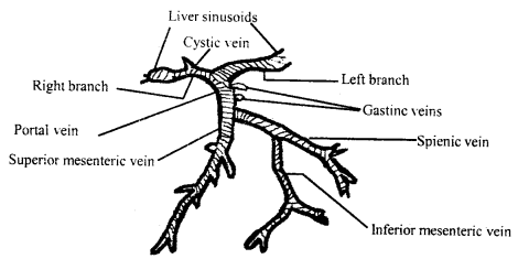 Body Fluids and Circulation Class 11 Important Extra Questions Biology 2