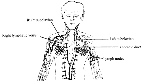 Body Fluids and Circulation Class 11 Important Extra Questions Biology 3