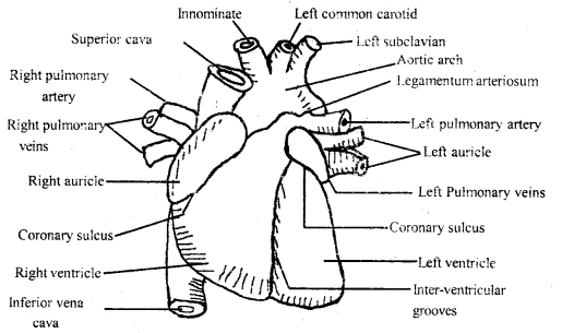 Body Fluids and Circulation Class 11 Important Extra Questions Biology 4