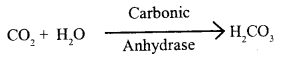 Breathing and Exchange of Gases Class 11 Important Extra Questions Biology 2