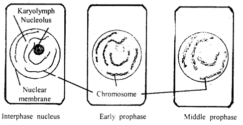 Cell Cycle and Cell Division Class 11 Important Extra Questions Biology 1