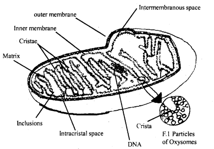 Cell The Unit of Life Class 11 Important Extra Questions Biology 2