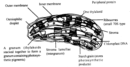 Cell The Unit of Life Class 11 Important Extra Questions Biology 3