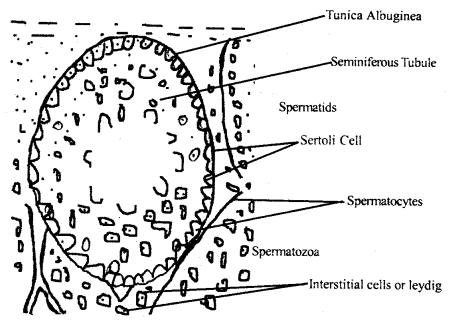 Chemical Coordination and Integration Class 11 Important Extra Questions Biology 2