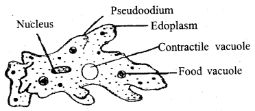 Class 11 Biology Important Questions Chapter 2 Biological Classification 3