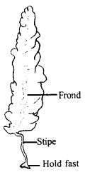 Class 11 Biology Important Questions Chapter 3 Plant Kingdom 11