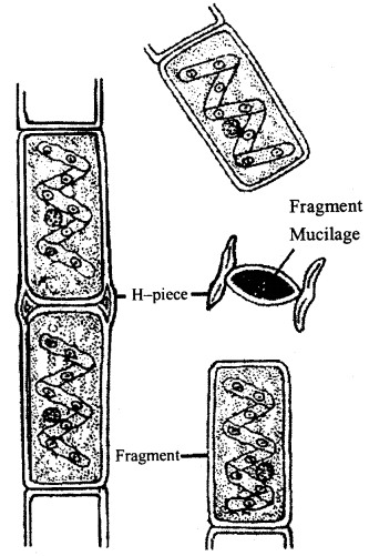 Class 11 Biology Important Questions Chapter 3 Plant Kingdom 2