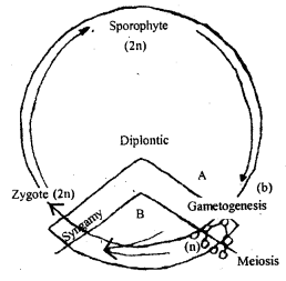 Class 11 Biology Important Questions Chapter 3 Plant Kingdom 6