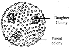 Class 11 Biology Important Questions Chapter 3 Plant Kingdom 8