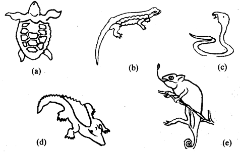 Class 11 Biology Important Questions Chapter 4 Animal Kingdom 12