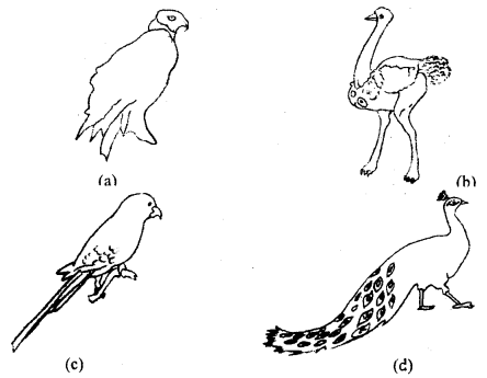 Class 11 Biology Important Questions Chapter 4 Animal Kingdom 17