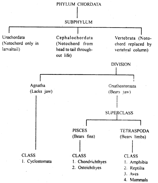 Class 11 Biology Important Questions Chapter 4 Animal Kingdom 19