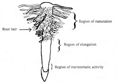 Class 11 Biology Important Questions Chapter 5 Morphology of Flowering Plants 1