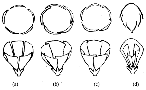 Class 11 Biology Important Questions Chapter 5 Morphology of Flowering Plants 3