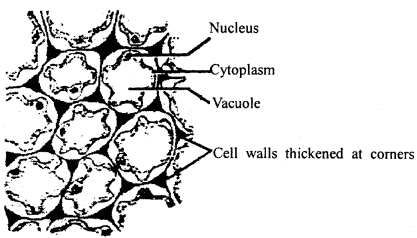 Class 11 Biology Important Questions Chapter 6 Anatomy of Flowering Plants 1