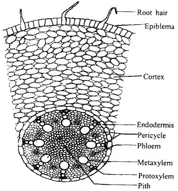 Class 11 Biology Important Questions Chapter 6 Anatomy of Flowering Plants 3