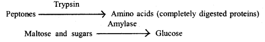 Digestion and Absorption Class 11 Important Extra Questions Biology 4