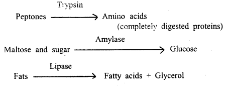 Digestion and Absorption Class 11 Important Extra Questions Biology 7