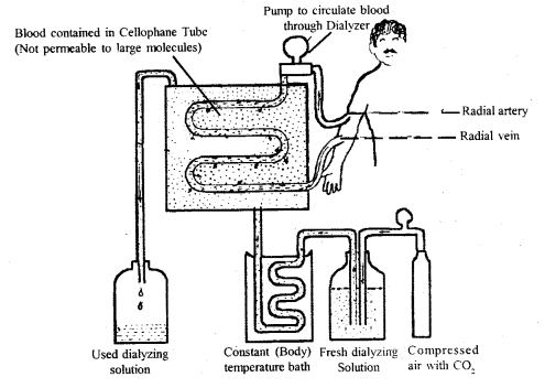 Excretory Products and their Elimination Class 11 Important Extra Questions Biology 3