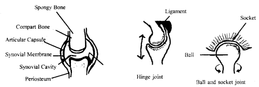 Locomotion and Movement Class 11 Important Extra Questions Biology 2