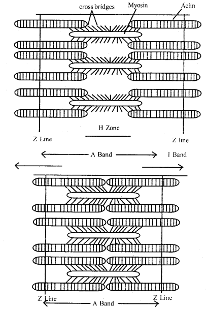 Locomotion and Movement Class 11 Important Extra Questions Biology 5