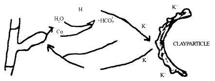 Mineral Nutrition Class 11 Important Extra Questions Biology 1