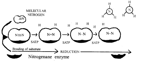 Mineral Nutrition Class 11 Important Extra Questions Biology 2