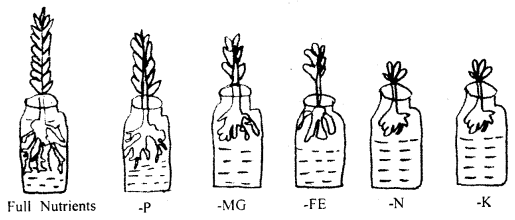 Mineral Nutrition Class 11 Important Extra Questions Biology 3