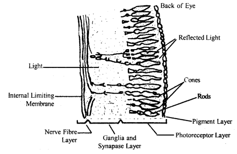 Neural Control and Coordination Class 11 Important Extra Questions Biology 2