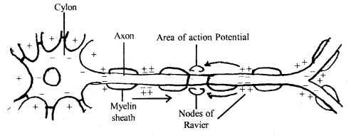 Neural Control and Coordination Class 11 Important Extra Questions Biology 4