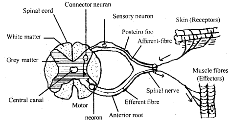 Neural Control and Coordination Class 11 Important Extra Questions Biology 7