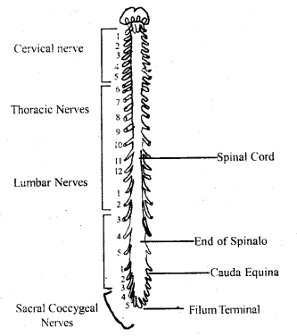 Neural Control and Coordination Class 11 Important Extra Questions Biology 8