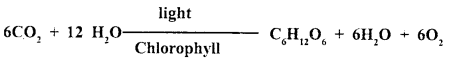 Photosynthesis in Higher Plants Class 11 Important Extra Questions Biology 1