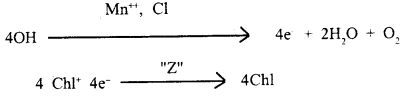 Photosynthesis in Higher Plants Class 11 Important Extra Questions Biology 10