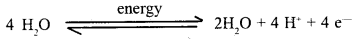 Photosynthesis in Higher Plants Class 11 Important Extra Questions Biology 4