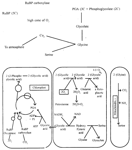 Photosynthesis in Higher Plants Class 11 Important Extra Questions Biology 5