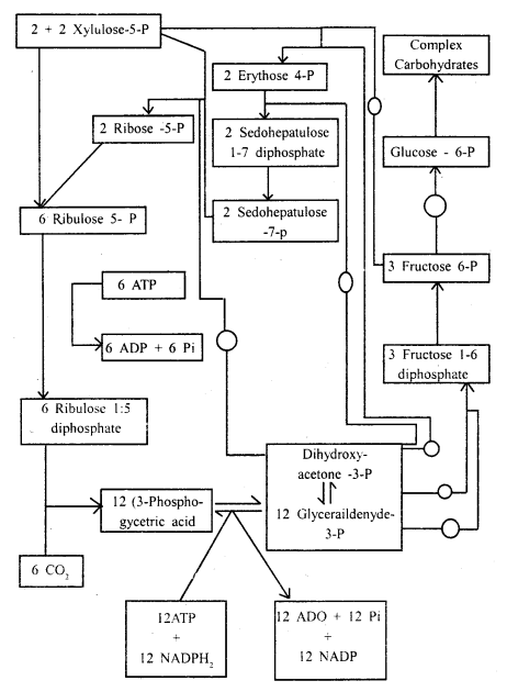 Photosynthesis in Higher Plants Class 11 Important Extra Questions Biology 6