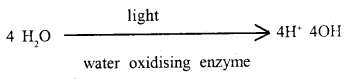 Photosynthesis in Higher Plants Class 11 Important Extra Questions Biology 9